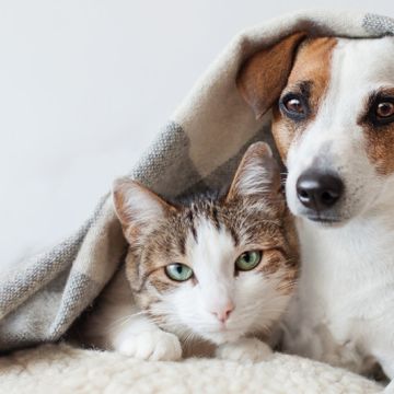 Pet Sitting e Pet Walking - Seixal - Haustiere - Pflege