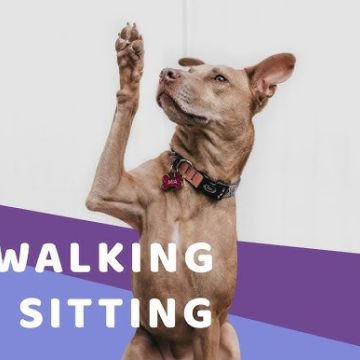 Pet Sitting e Pet Walking - Seixal - Hundeausführung