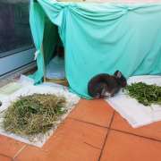 Artur Nascimento - Porto - Hotel for Cats