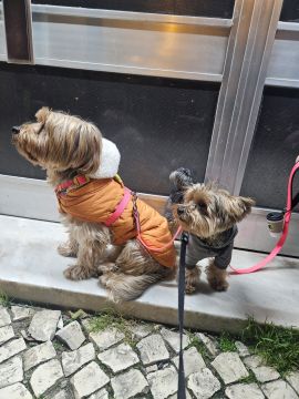 Mimos e Patas - Loures - Cuidar tus mascotas