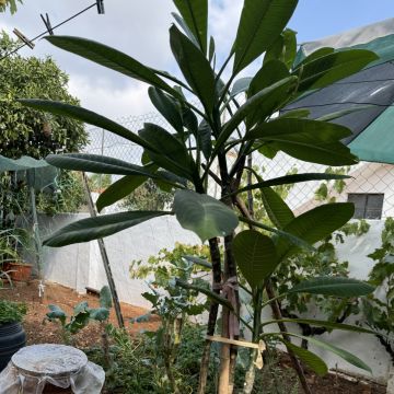 Wanderlan serviços de montagem mobiliário - Silves - Gartenmöbel montieren