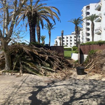A.AJardins Obras & Controções - Montemor-o-Velho - Shrub Removal