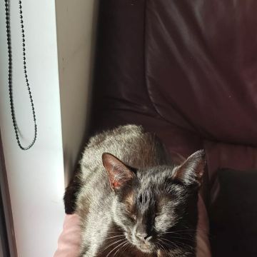 Dasa - Palmela - Cat Sitting