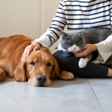 Pet Sitting e Pet Walking - Seixal - Hundesitter