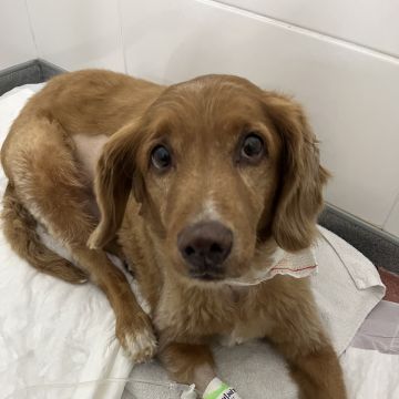 Leticia Porto - Coimbra - Hundeausführung