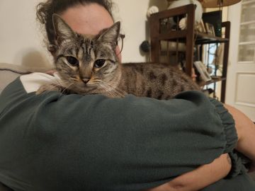 Mimos e Patas - Loures - Cuidar tus gatos