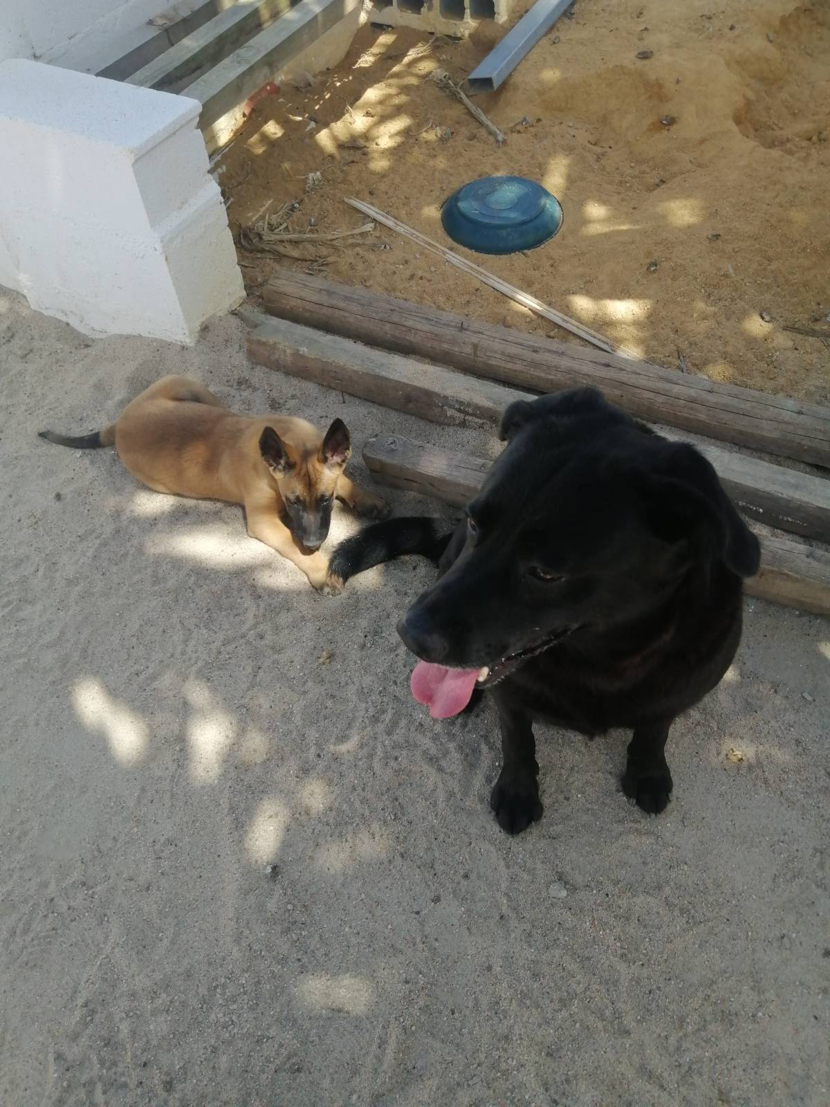 Ruben - Sintra - Modificação de Comportamento Animal