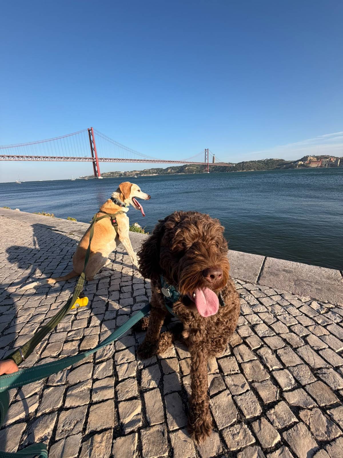 Rodrigo Ruiz - Oeiras - Dog Walking