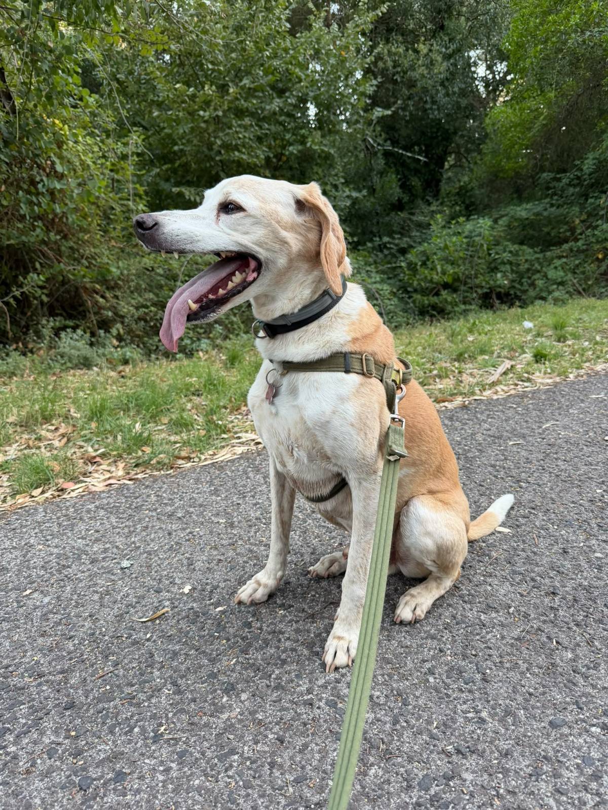 Rodrigo Ruiz - Oeiras - Pet Sitting e Pet Walking