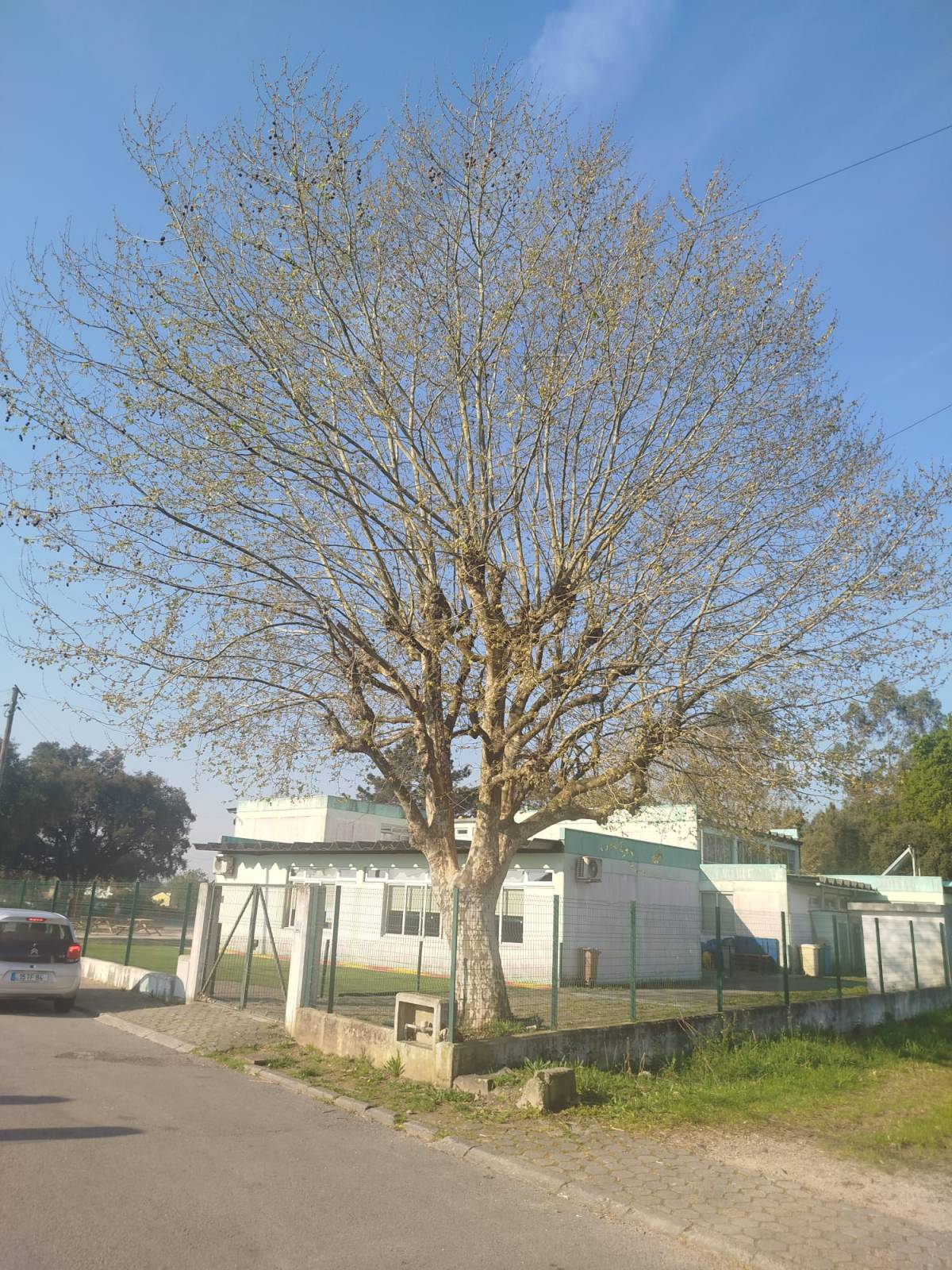 Analuiza.8 - Barcelos - Trituración y eliminación de tocones