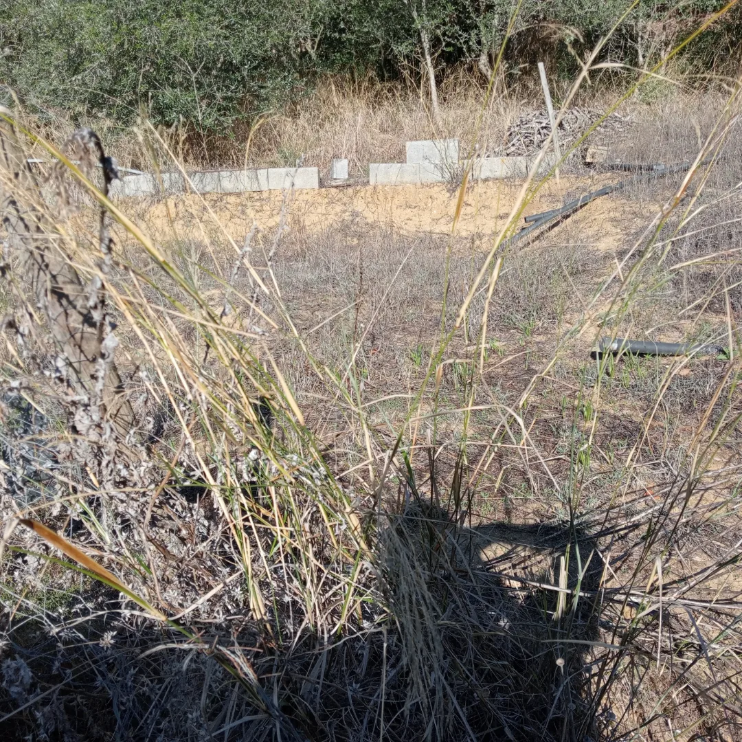 Pedro Cardoso - Santarém - Shrub Removal