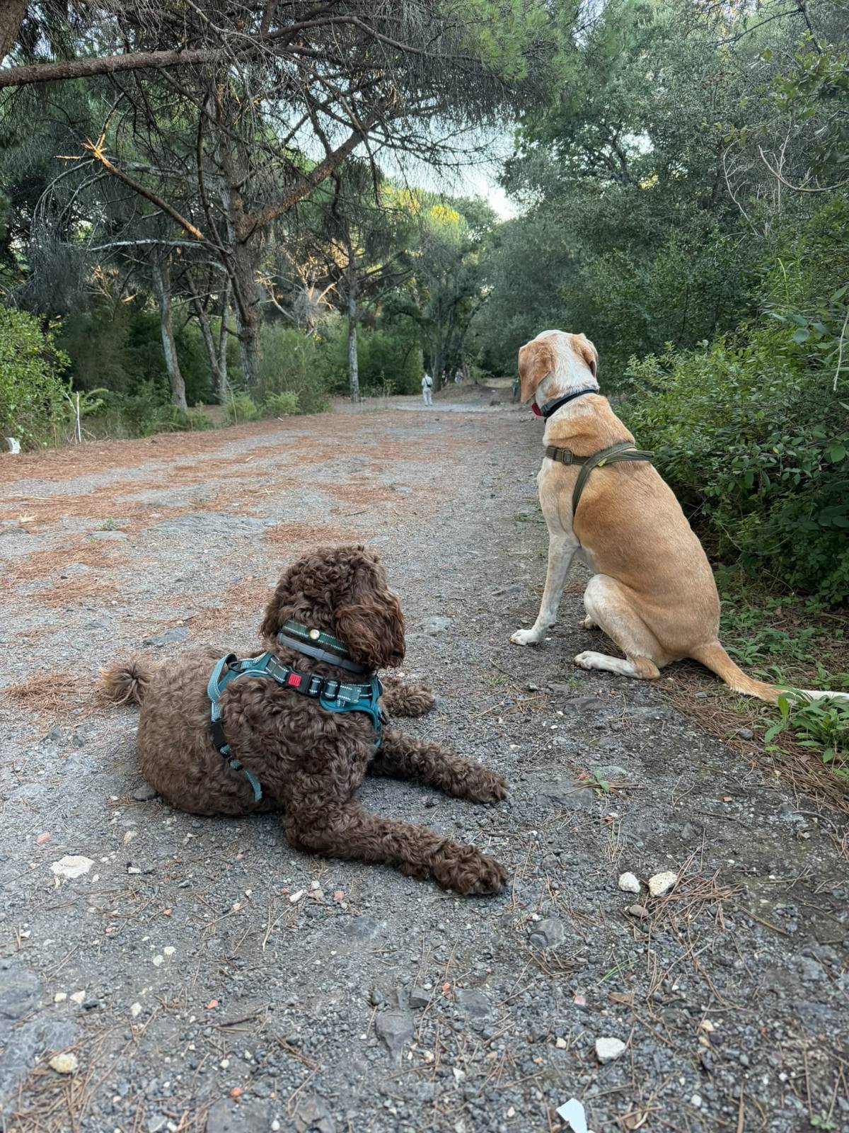 Rodrigo Ruiz - Oeiras - Dog Walking