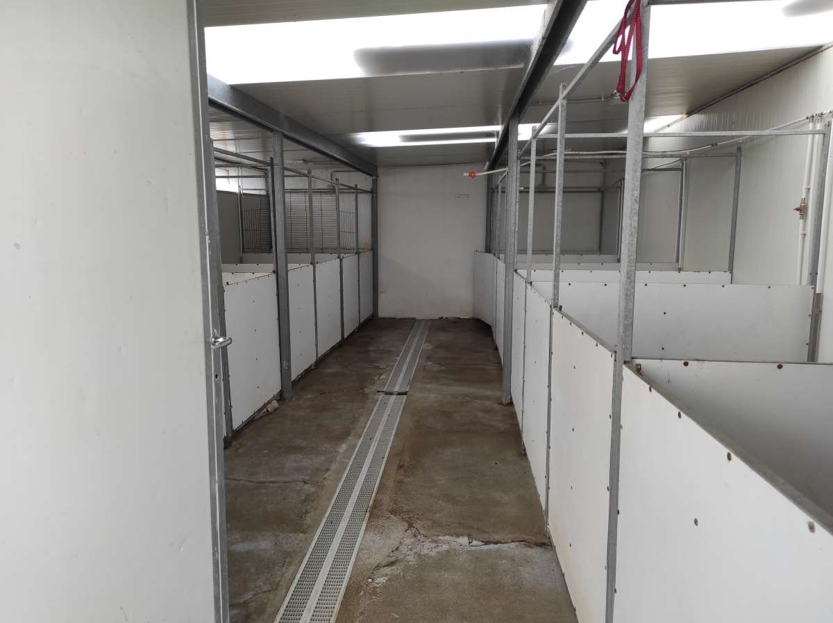 Bulldogs Casa Tejo - Torres Novas - Dog Daycare