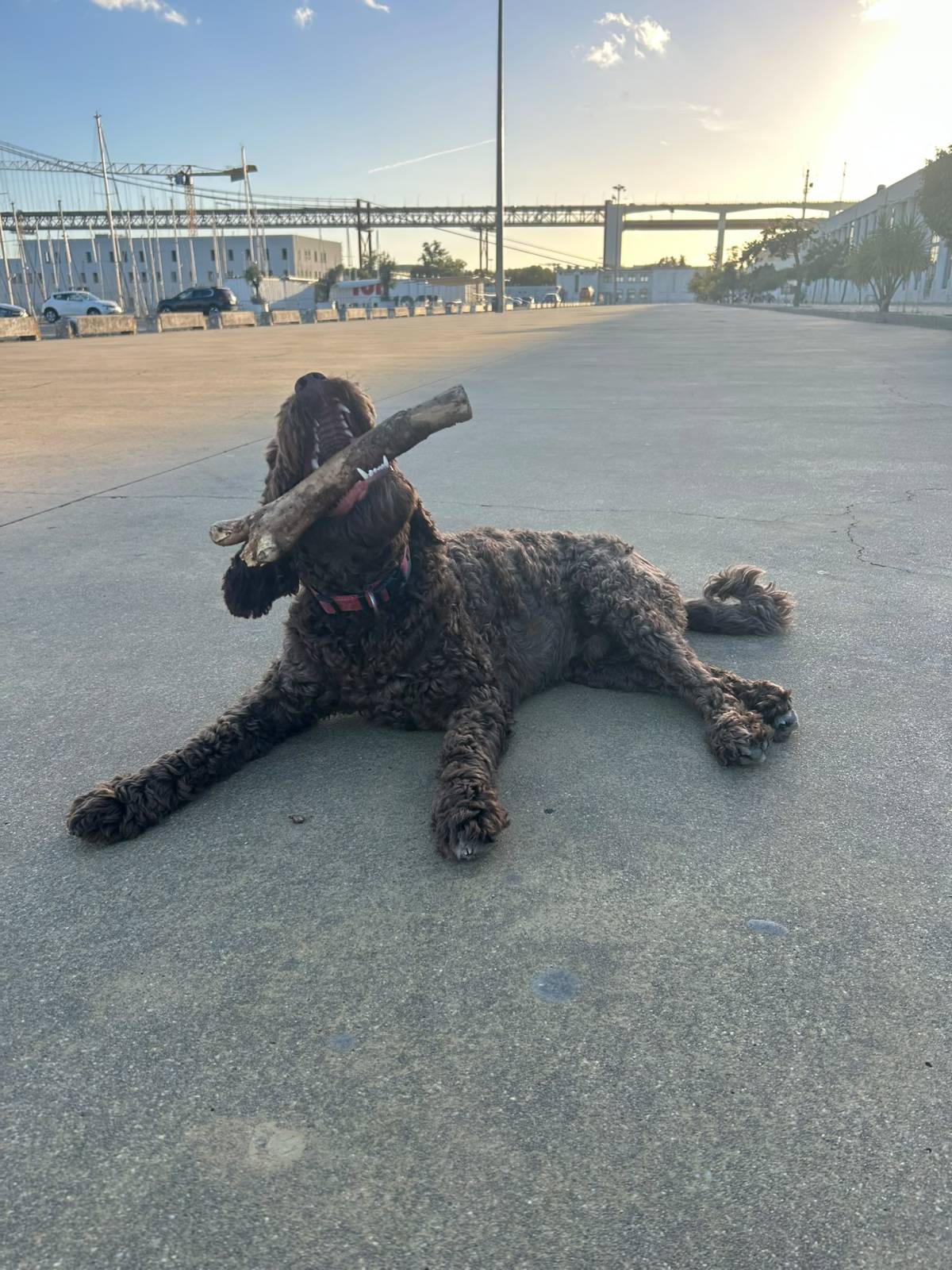 Rodrigo Ruiz - Oeiras - Pet Sitting e Pet Walking