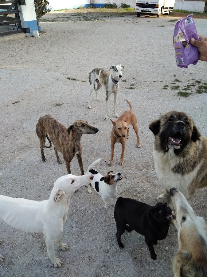 Galgos do Trevo - Sintra - Hotel e Creche para Animais