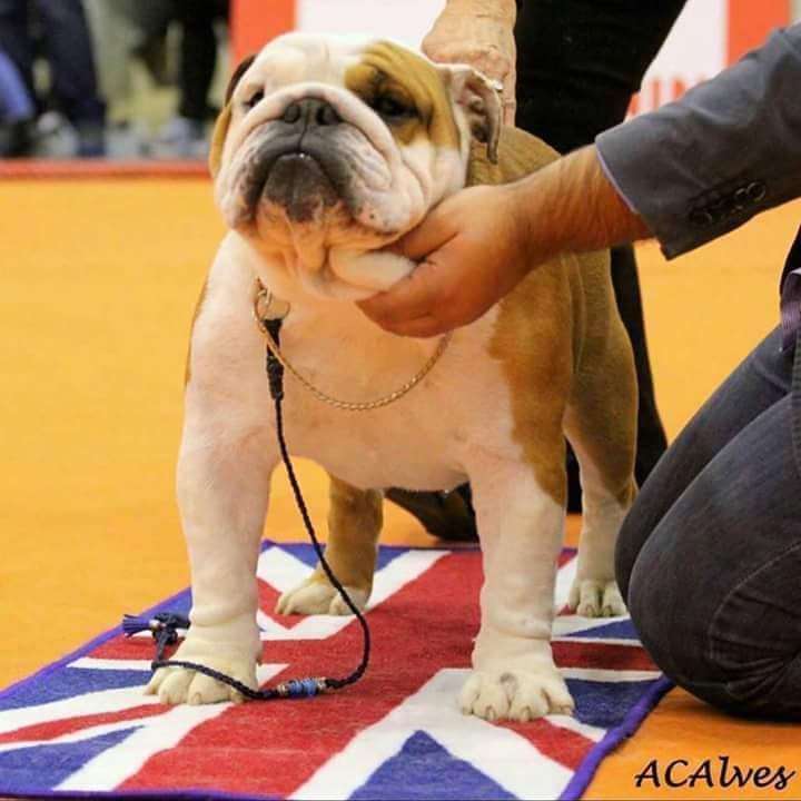 Bulldogs Casa Tejo - Torres Novas - Hotel for Cats