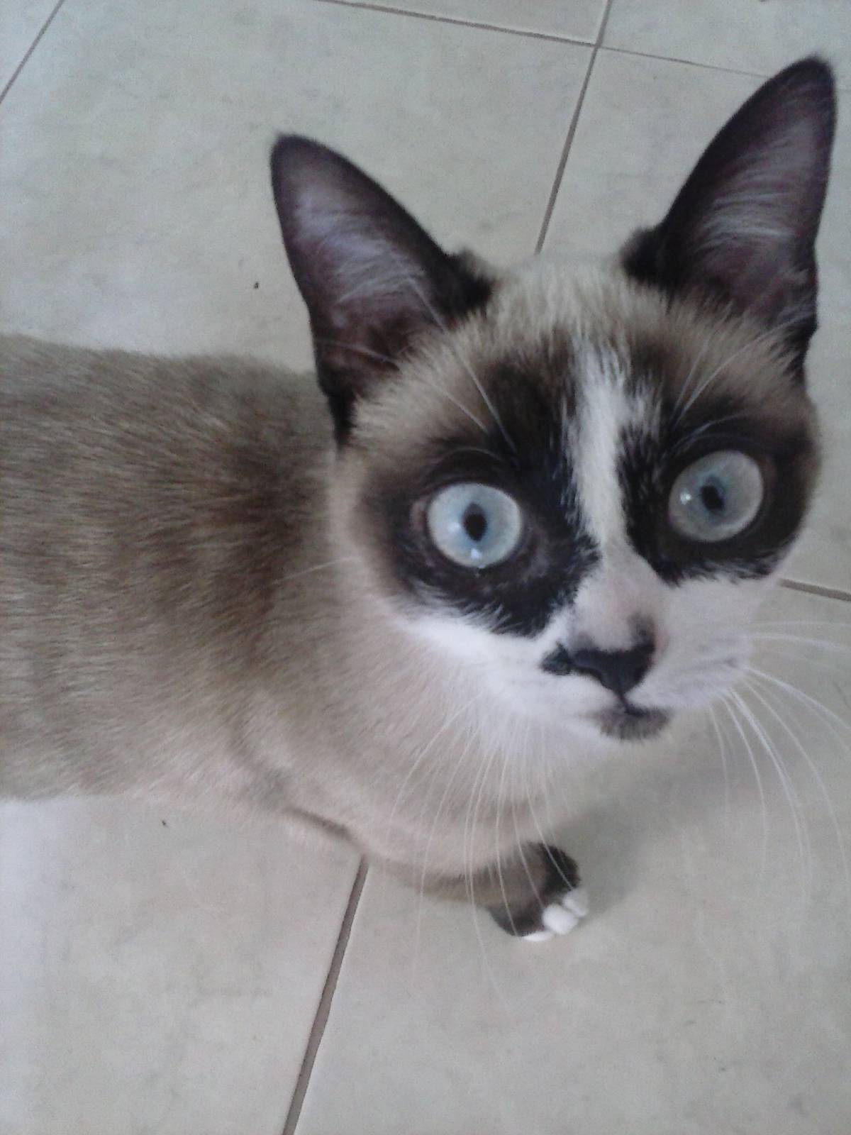Ana_CatSitting - Vila Nova de Gaia - Cuidar tus mascotas