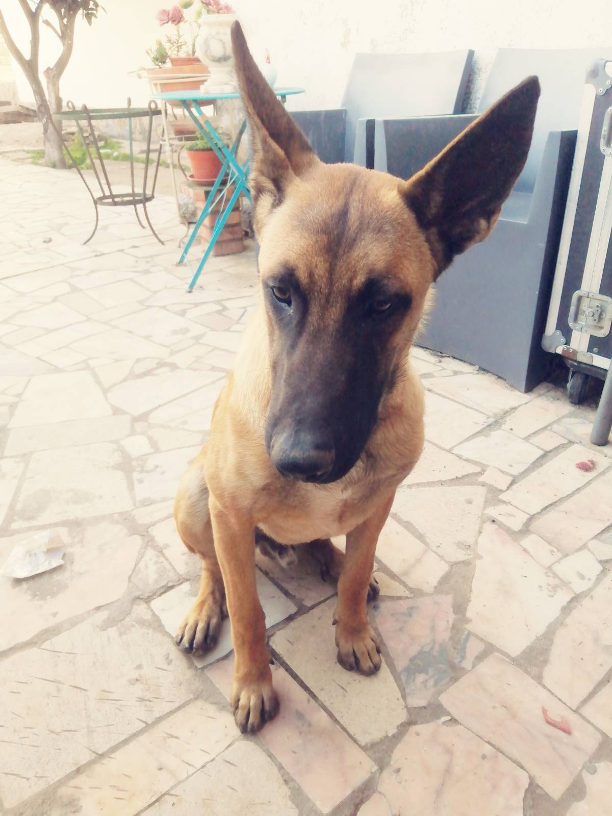 Ruben - Sintra - Treino de Animais