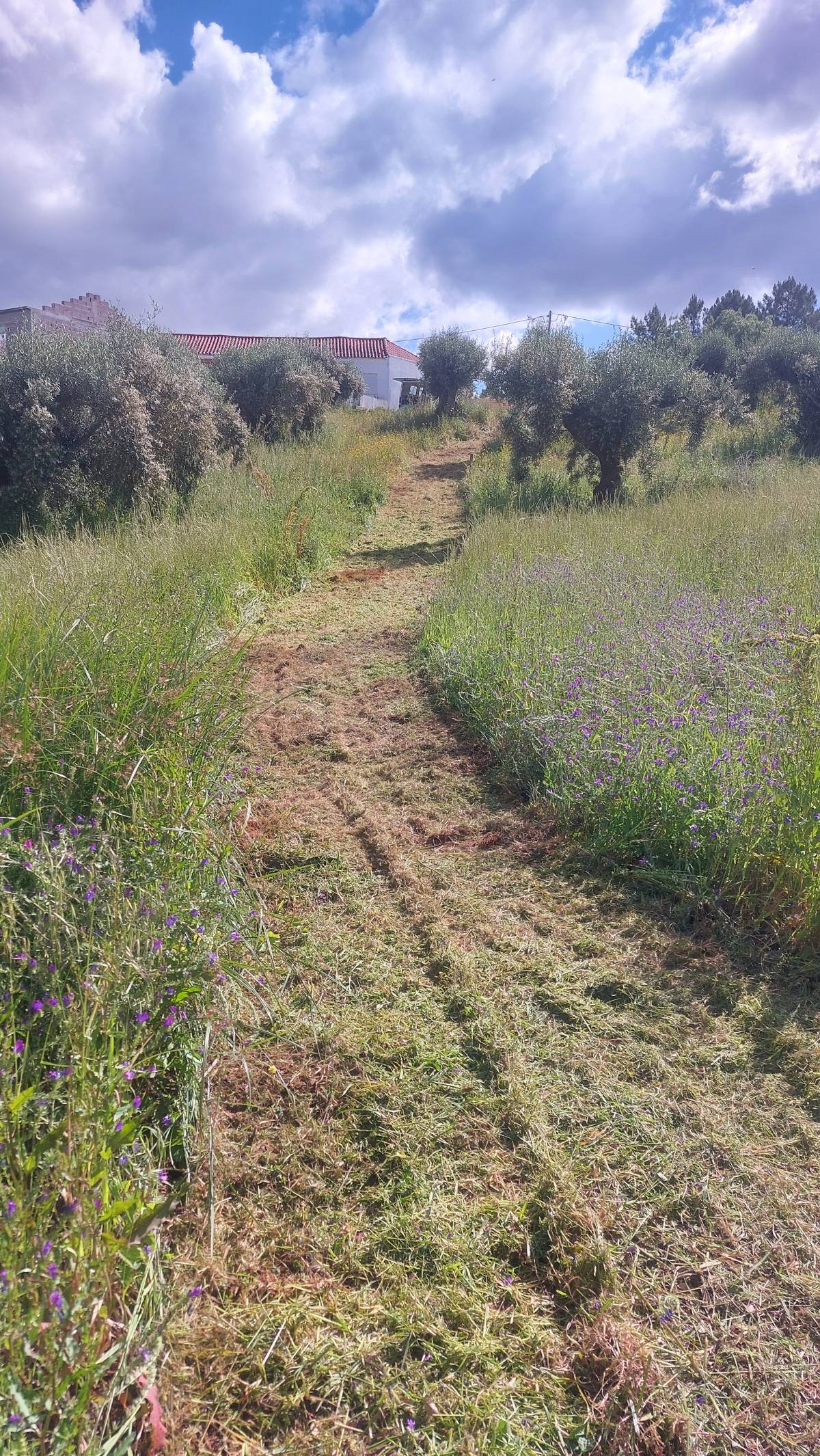 Marco Salgueiro Limpeza de terrenos - Alcanena - Baumpflege
