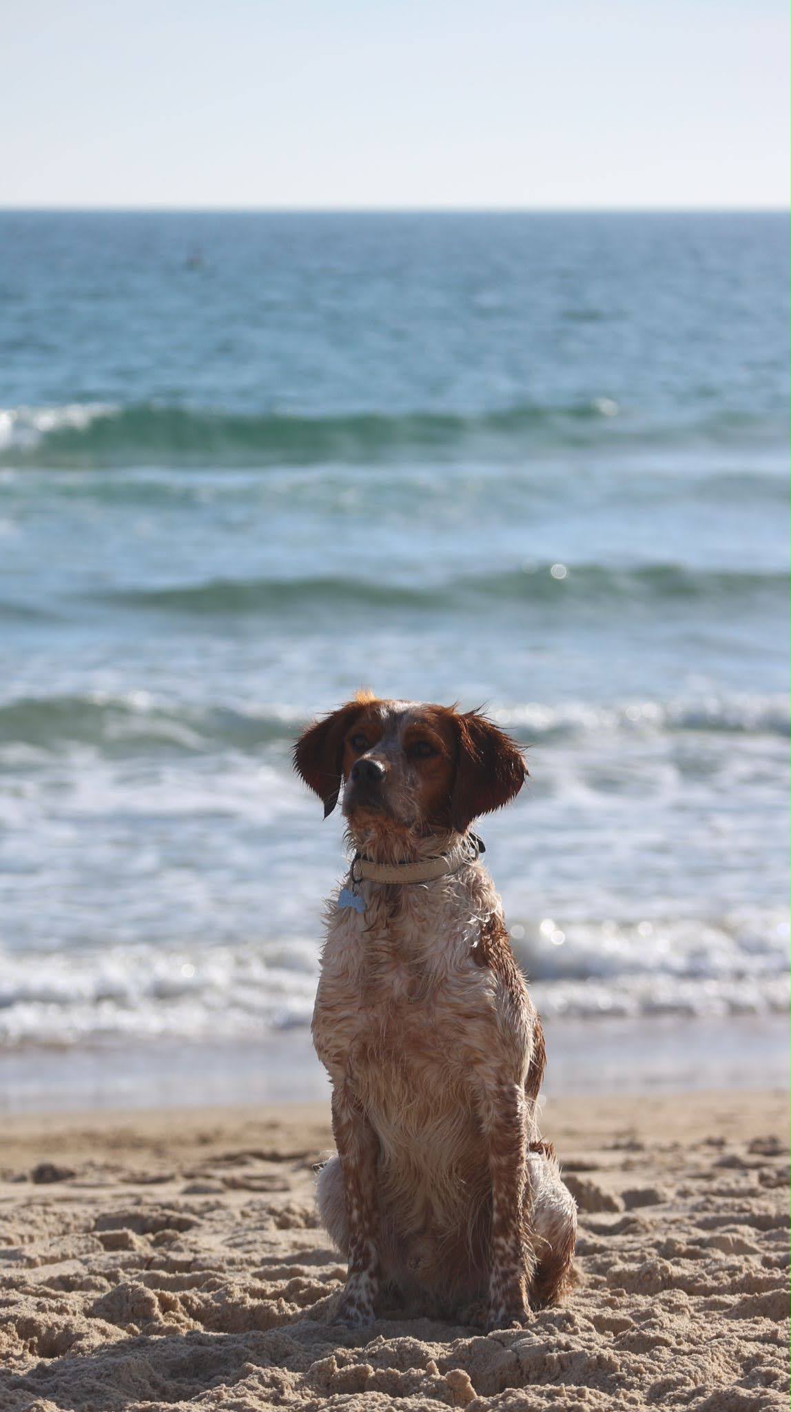 Rodrigo Ruiz - Oeiras - Pet Sitting e Pet Walking