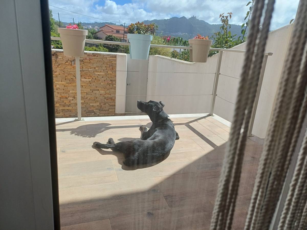 Who walks the dogs out? - Sintra - Hundepension