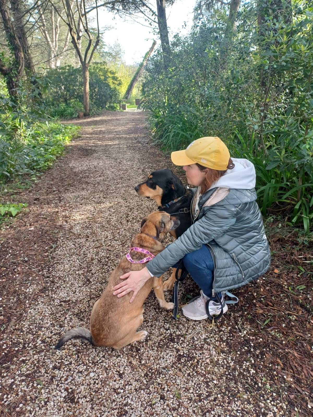Who walks the dogs out? - Sintra - Hundesitter