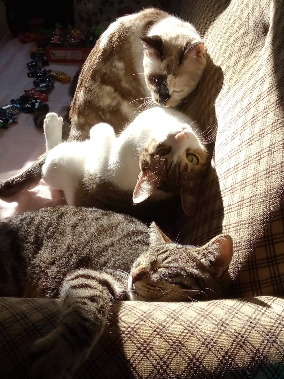 Ana_CatSitting - Vila Nova de Gaia - Cuidar tus gatos