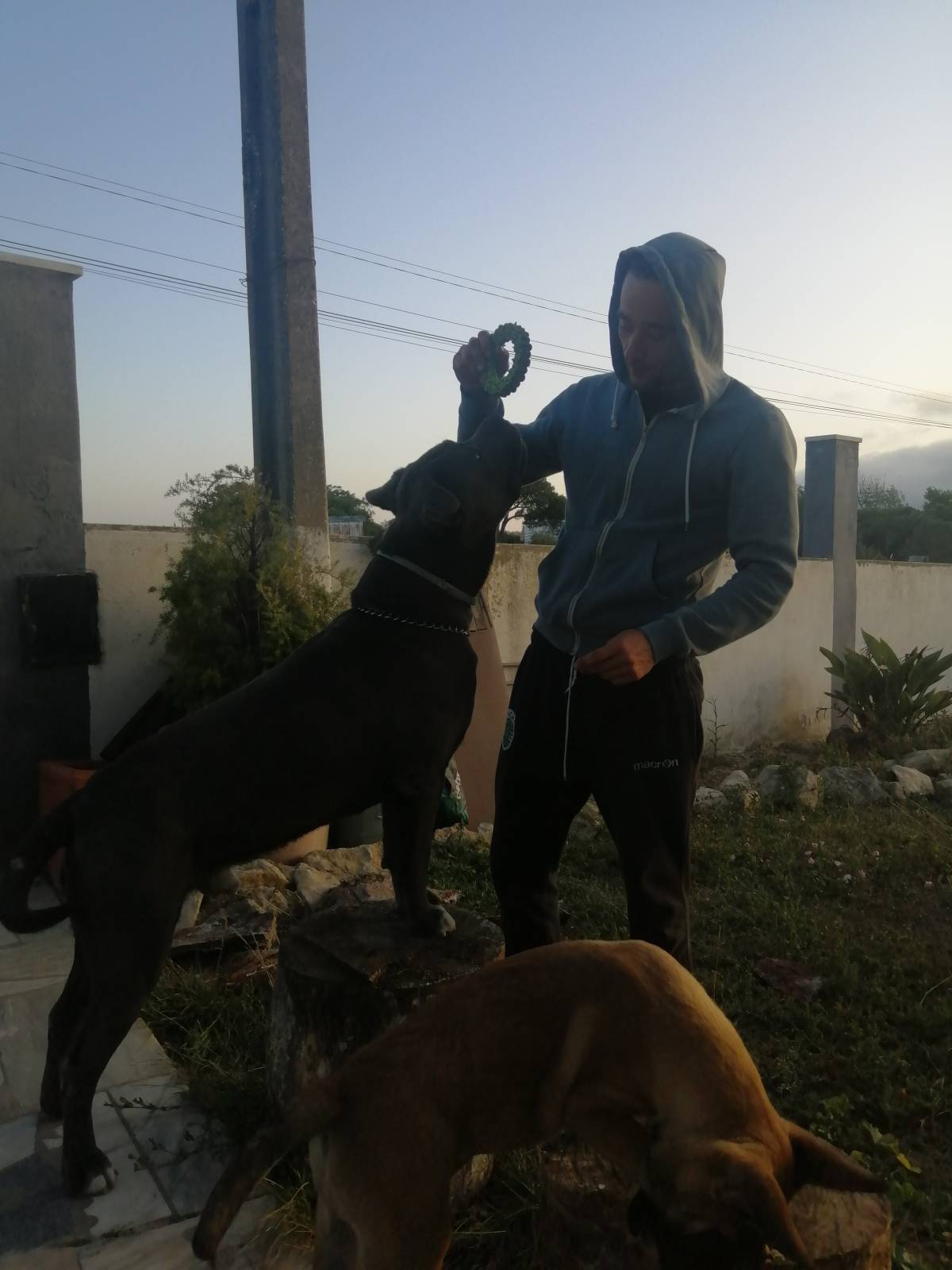 Ruben - Sintra - Treino Animal e Modificação Comportamental (Não-canino)