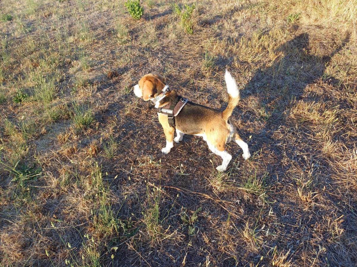 Who walks the dogs out? - Sintra - Hundetraining - Privatunterricht