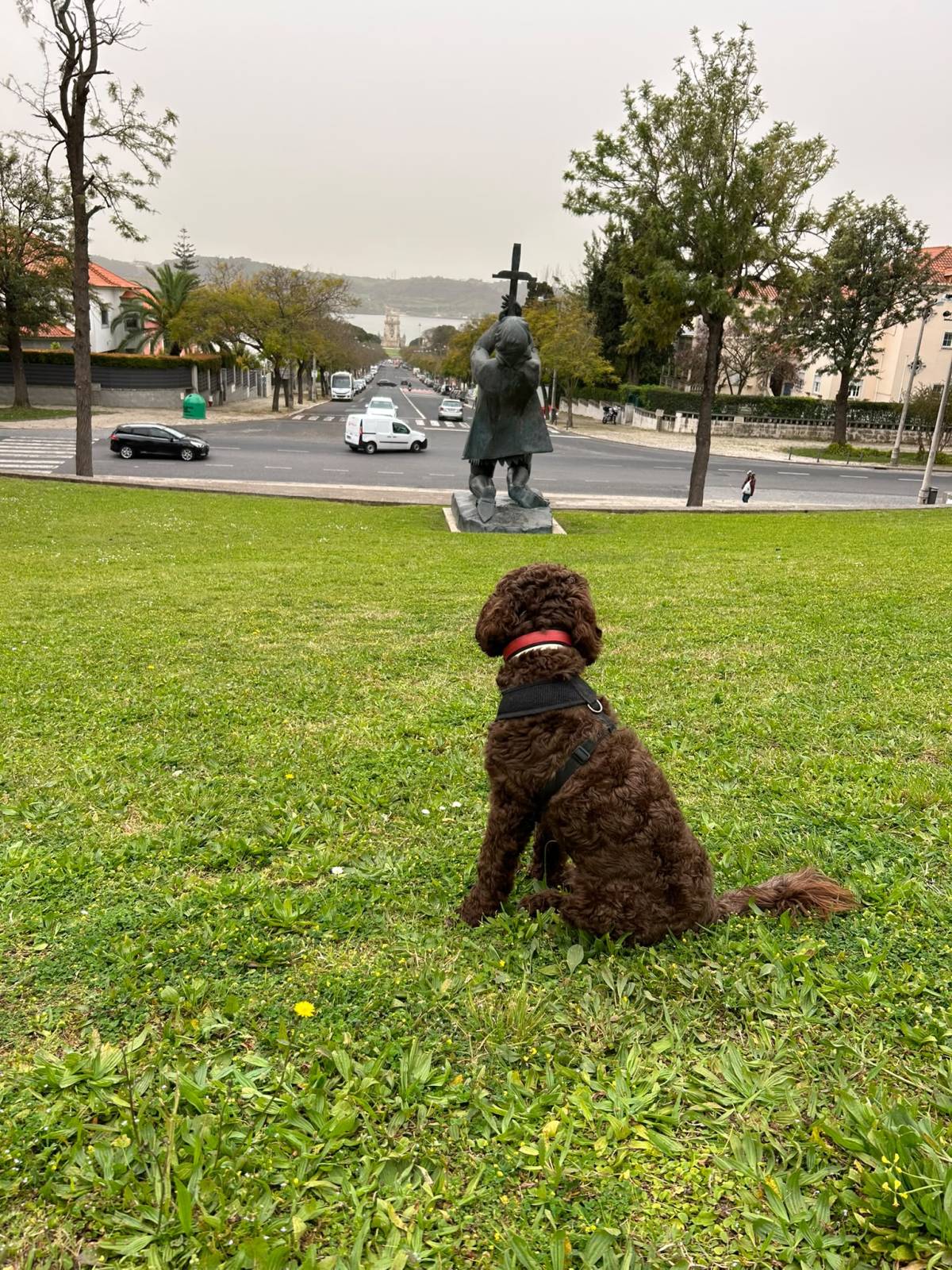 Rodrigo Ruiz - Oeiras - Pet Sitting e Pet Walking