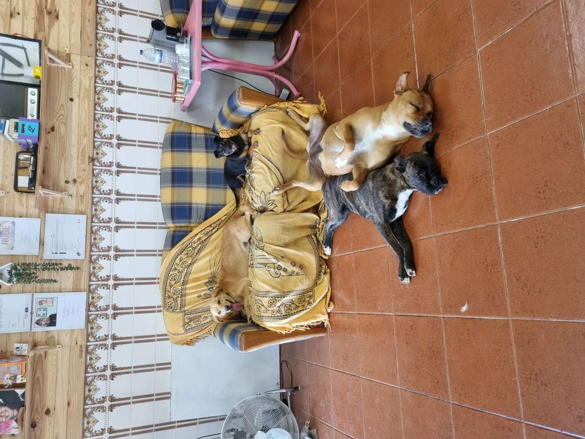 Amiga dos Pets - Vila Nova de Gaia - Hotel para Cães