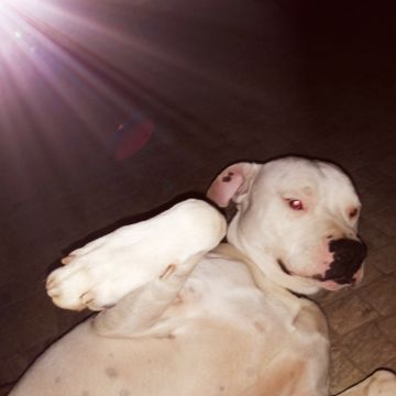 Ruben - Sintra - Treino de Cães - Aulas