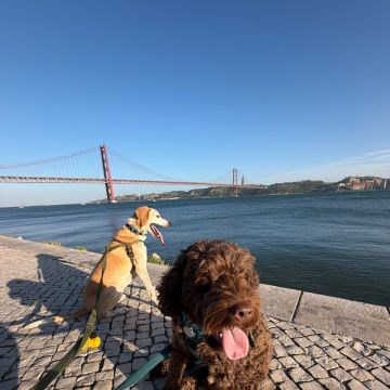 Rodrigo Ruiz - Oeiras - Dog Walking