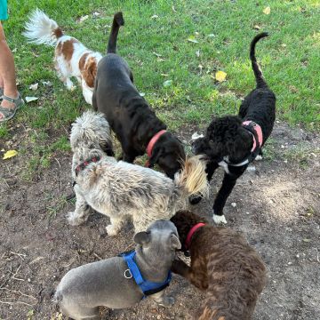 Rodrigo Ruiz - Oeiras - Dog Walking