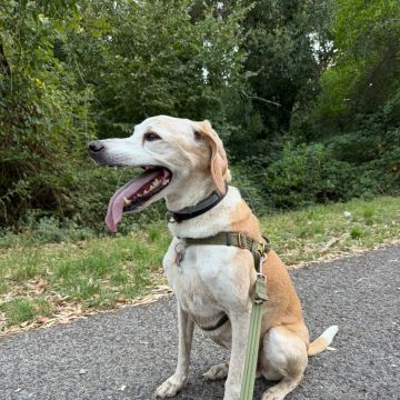 Rodrigo Ruiz - Oeiras - Pet Sitting e Pet Walking