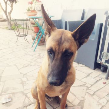 Ruben - Sintra - Treino de Cães - Aulas