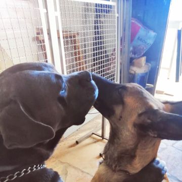 Ruben - Sintra - Treino de Cães