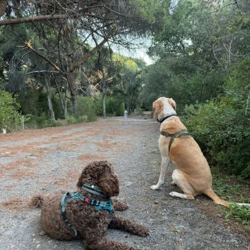 Rodrigo Ruiz - Oeiras - Dog Walking