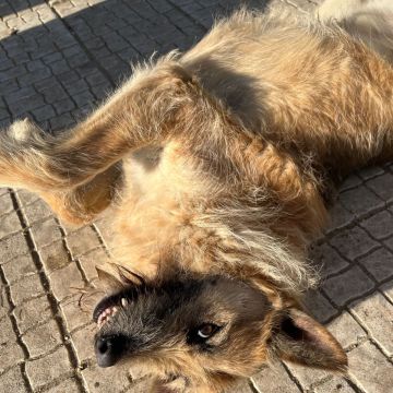 Galgos do Trevo - Sintra - Hotel para Cães
