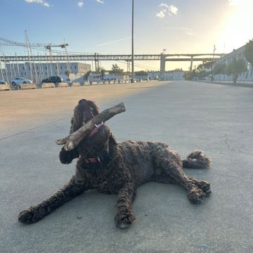 Rodrigo Ruiz - Oeiras - Pet Sitting e Pet Walking