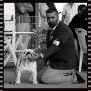 Bulldogs Casa Tejo - Torres Novas - Dog Sitting