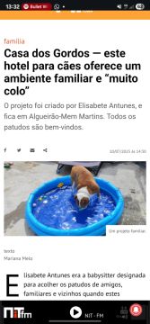 A casa dos gordos - Sintra - Hotel para Gatos