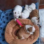 Bulldogs Casa Tejo - Torres Novas - Pet Sitting