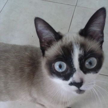 Ana_CatSitting - Vila Nova de Gaia - Cuidar tus mascotas