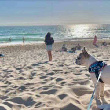 Ana Fernandes - Évora - Dog Walking