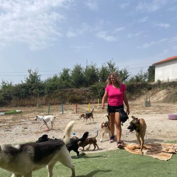 Dog Olympus - Tondela - Dog Walking