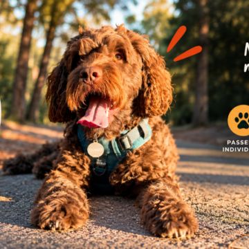 Rodrigo Ruiz - Oeiras - Pet Sitting e Pet Walking