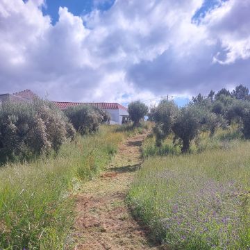 Marco Salgueiro Limpeza de terrenos - Alcanena - Baumpflege