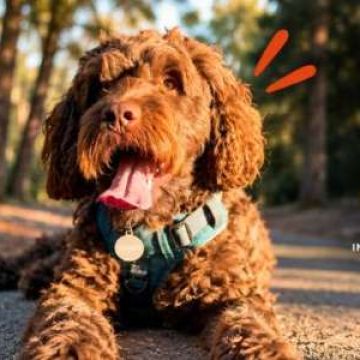Rodrigo Ruiz - Oeiras - Pet Sitting e Pet Walking