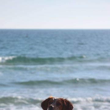 Rodrigo Ruiz - Oeiras - Pet Sitting e Pet Walking